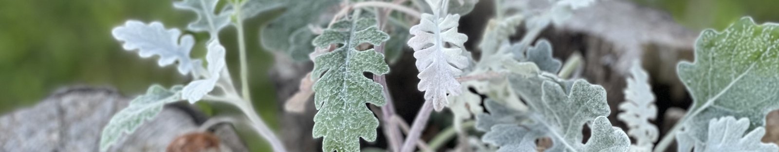 Ranch features header image